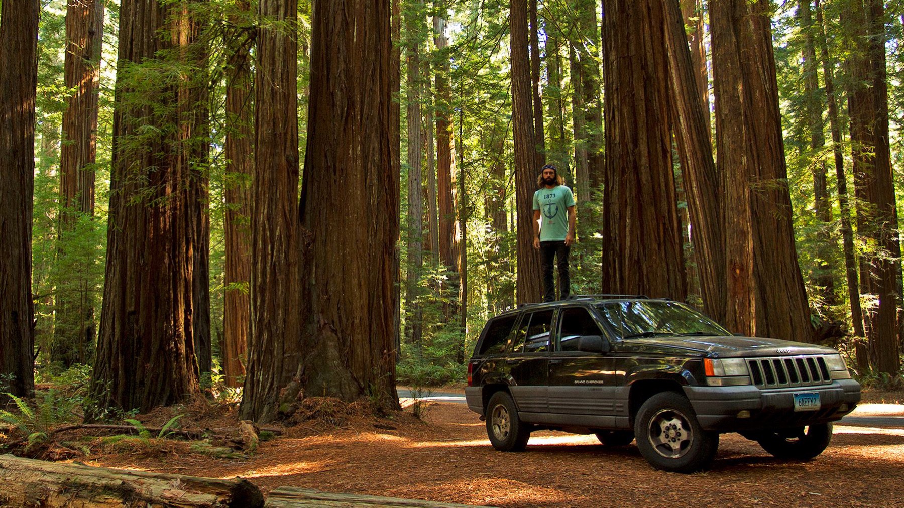 A traveller standing on the roof of an old SUV among giant redwood trees
