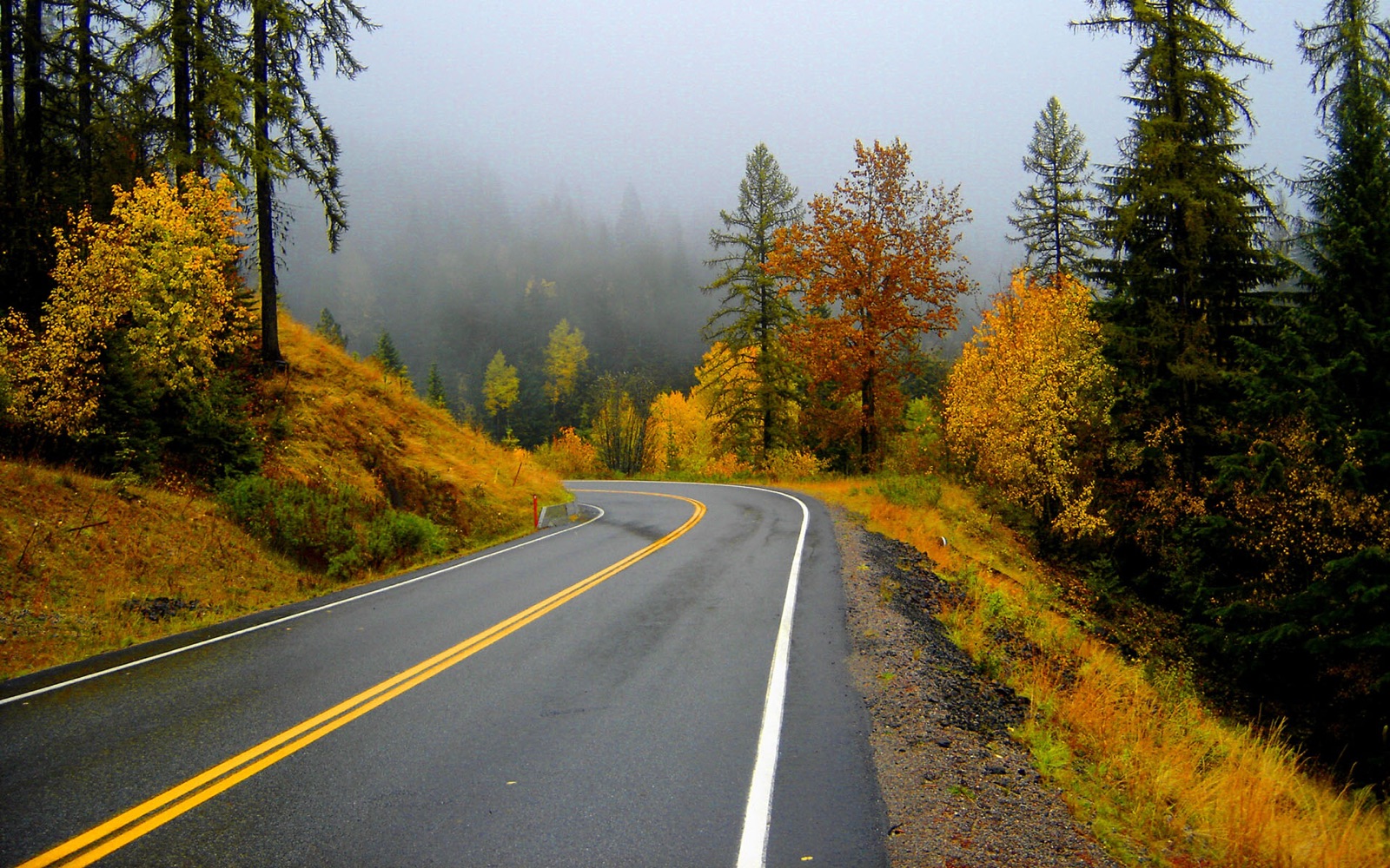 A wet two-lane road curving through autumn forest in the fog